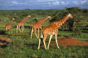 kenya-giraffer-magical-kenya